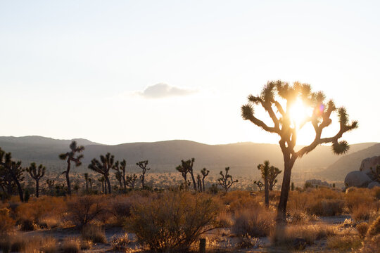 sunset in Joshua Tree