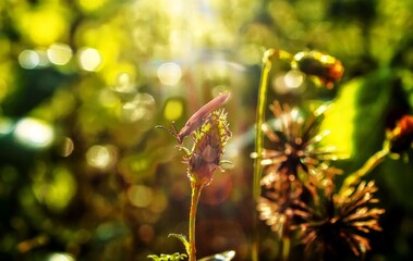 dragonfly on a flower