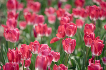 チューリップ　満開