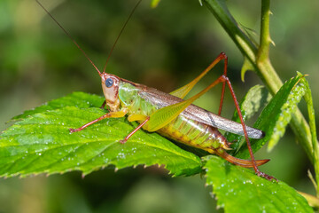 A female Handsome Meadow Katydid (Orchelimum pulchellum) poses on a leaf. Raleigh, North Carolina.