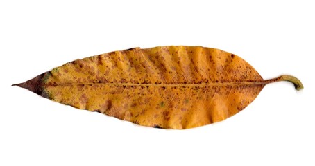 leaf isolated on white background