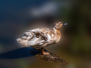 Capecoop Duck