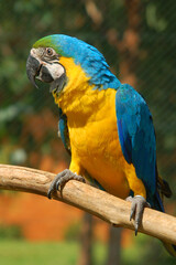 blue and yellow macaw, exotic bird, Brazilian fauna