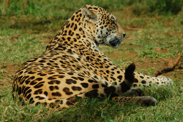 The jaguar (Panthera onca) is a large cat species and the only living member of the genus Panthera native to the Americas.