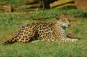 The jaguar (Panthera onca) is a large cat species and the only living member of the genus Panthera native to the Americas.