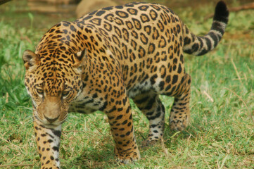 The jaguar (Panthera onca) is a large cat species and the only living member of the genus Panthera...