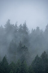 dense pine tree forest surrounded by the fog on a damp morning 