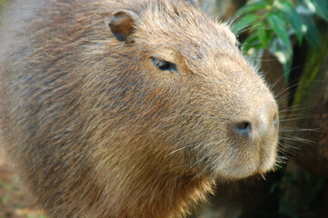 Capybara - Brazilian fauna animal