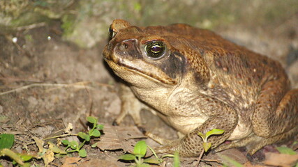 Toad in the Intag Valley, outside of Apuela, Ecuador