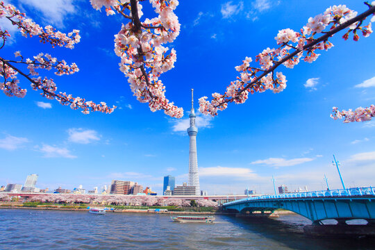 ソメイヨシノと東京スカイツリーと隅田川と屋形船と言問橋, 台東区,東京都