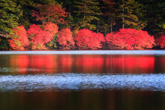 ドウダンツツジなどの紅葉の樹林とさざ波立つ水面, 小海町,南佐久郡,長野県