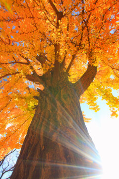 紅葉のイチョウの大木と木もれ日の光芒, 上田市,長野県