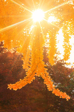紅葉のイチョウと夕日の木もれ日の光芒, 上田市,長野県