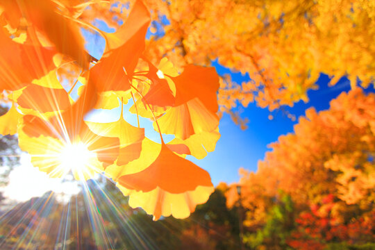 紅葉のイチョウの葉のアップと夕日の木もれ日の光芒, 上田市,長野県