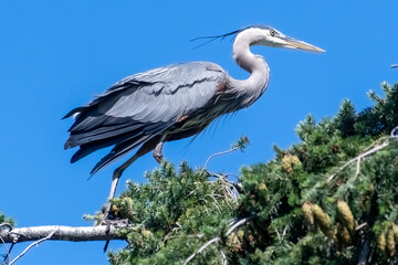 Great Blue Heron