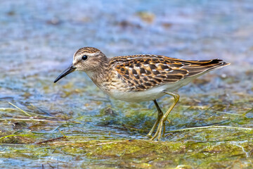Least Sandpiper Feeding
