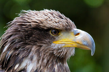 Golden Eagle Closeup