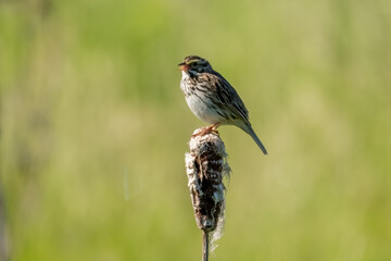 Savannah Sparrow on a Reed