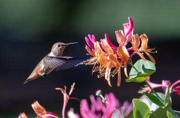 Anna's Hummingbird in Flight