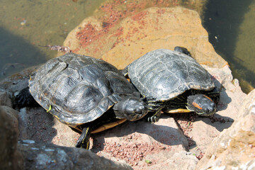 couple de tortues