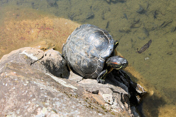 tortue sur une patte