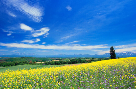 菜の花畑とケンとメリーの木と大雪山と十勝連峰, 美瑛町,上川郡,北海道