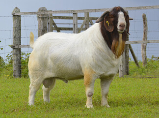 Male Boer goat in Brazil. The Boer is a breed developed in South Africa