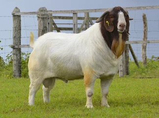 Deurstickers Male Boer goat in Brazil. The Boer is a breed developed in South Africa © LGAndrade