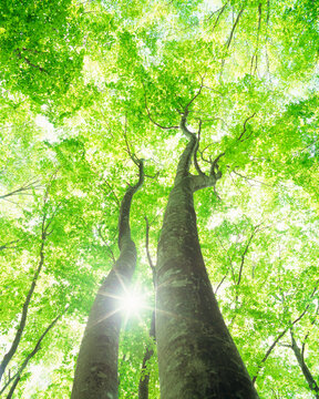 新緑のブナ林と木もれ日の光芒, 十日町市,新潟県