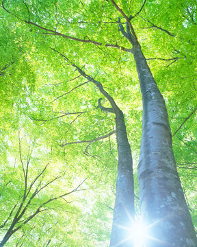 新緑のブナ林と木もれ日の光芒, 十日町市,新潟県
