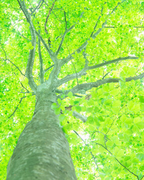 新緑のブナ林, 十日町市,新潟県