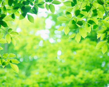 新緑のブナの若葉, 十日町市,新潟県