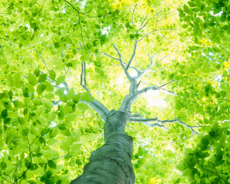 新緑のブナ林, 十日町市,新潟県