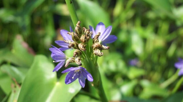Pontederia vaginalis (heartshape false pickerelweed, oval-leafed pondweed, enceng sawang, wewehan) with a natural background. Each has six purple-blue tepals just over a centimeter long.