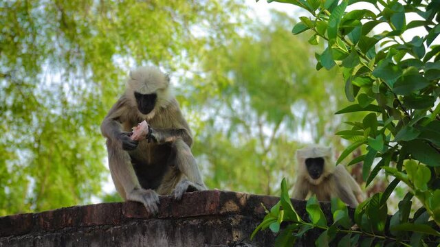 Wild hungry Indian white langurs eating raw ripen fruit amidst wilderness. View from front.
