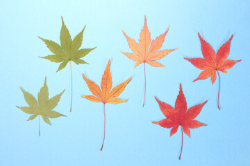 青背景のモミジの押し葉