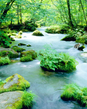 新緑の奥入瀬渓流, 十和田市,青森県