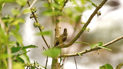 Dusky-capped flycatcher (Myiarchus tuberculifer) in a tree in the Intag Valley, outside of Apuela, Ecuador