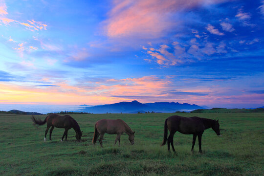 馬と八ケ岳と富士山と蓼科山などの山並みと朝焼け, 長和町,小県郡,長野県