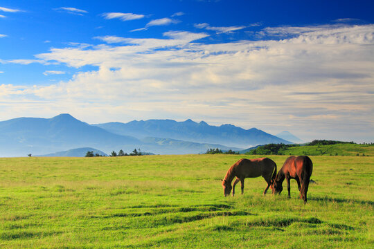 馬のペアと八ケ岳と富士山などの山並み, 長和町,小県郡,長野県