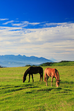 馬のペアと八ケ岳と富士山などの山並み, 長和町,小県郡,長野県