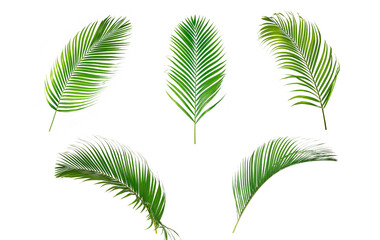 Set of green leaves of palm isolated on white background.