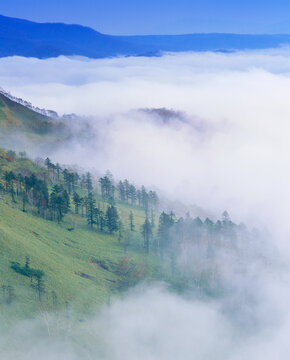 朝の雲海と樹林, 弟子屈町,川上郡,北海道