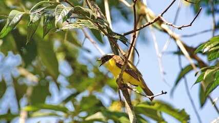 Social flycatcher (Myiozetetes similis) perched in a tree in the Intag Valley, outside of Apuela, Ecuador