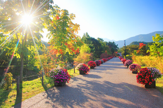 サンパチェンスの花壇と道路と木もれ日の光芒と常念岳, 安曇野市,長野県