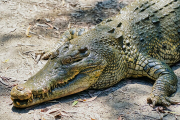 crocodiles at Hartley's crocodile farm Cairns North Queensland Australia