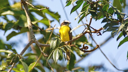 Social flycatcher (Myiozetetes similis) perched in a tree in the Intag Valley, outside of Apuela, Ecuador