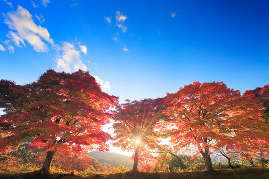 紅葉のモミジと夕日の木もれ日の光芒, 伊那市,長野県
