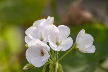 White flower