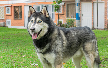 Siberian dog, black and white, playing in a park in Bogotá (Colombia) with its owner